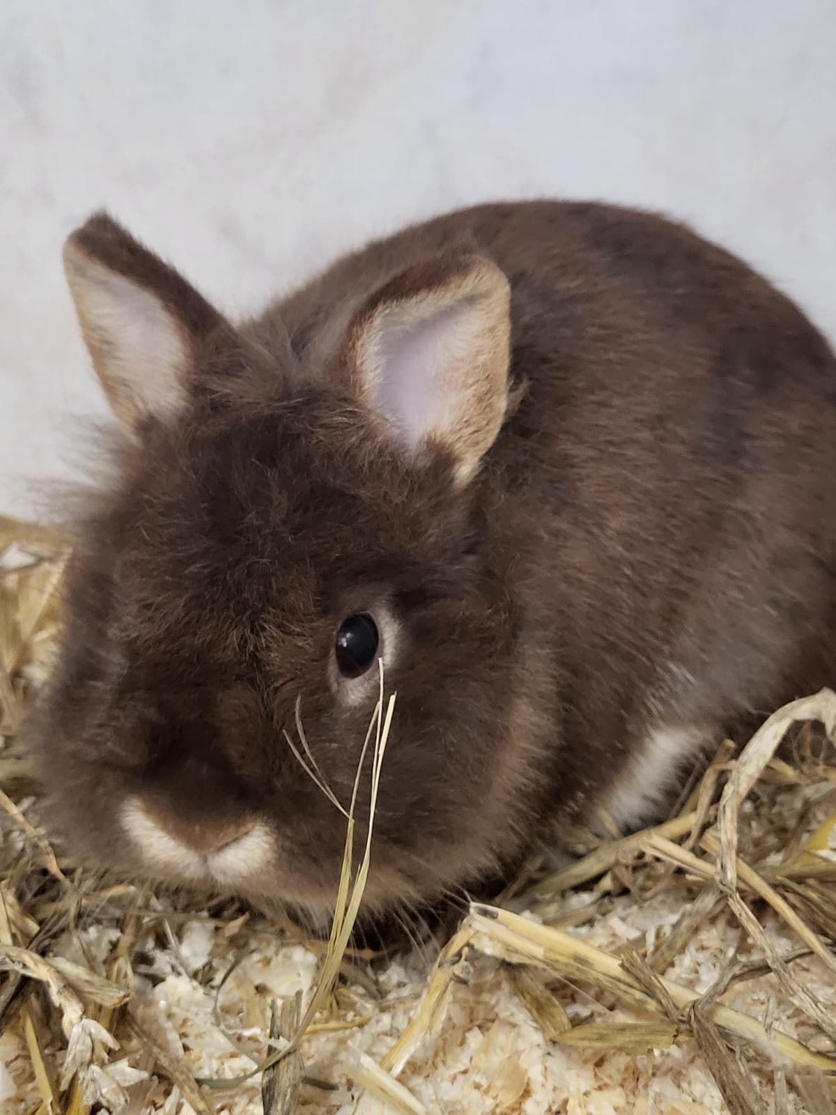 Zwergkaninchen Strolchi für Innenhaltung