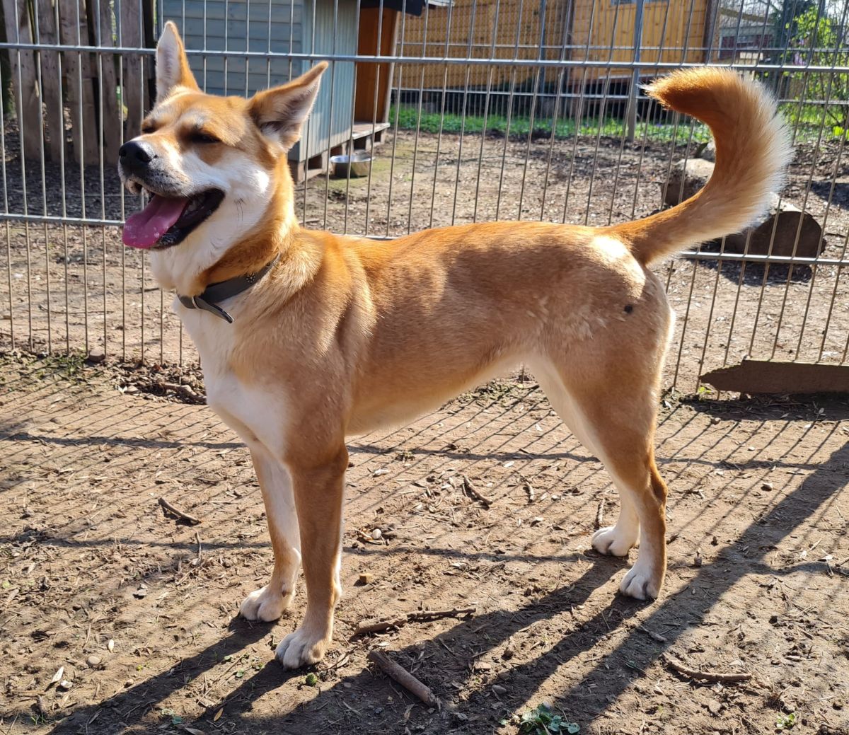 Akita Mix Yuma