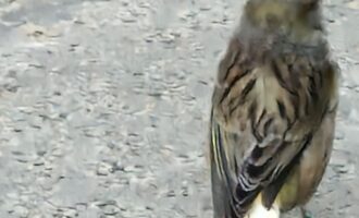 Gesichtet – Kanarienvogel mit weißer Schwanzspitze in Drispenstedt/Hinüberstraße