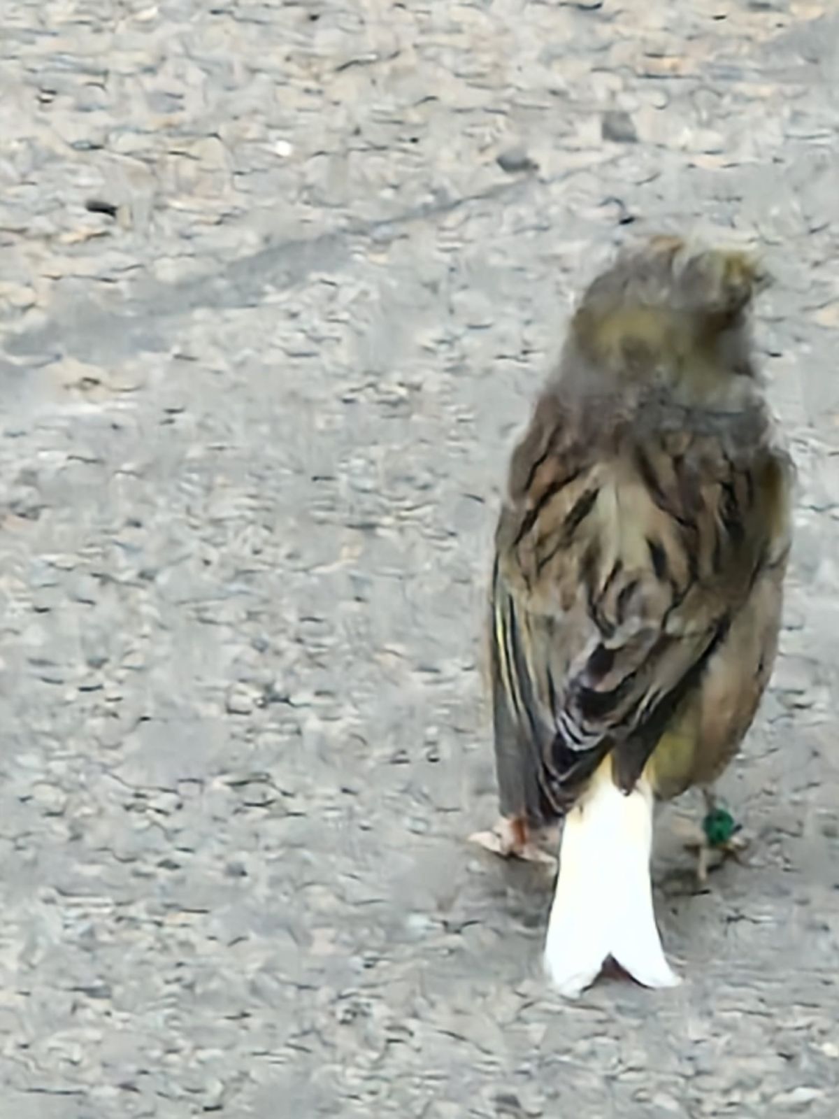 Gesichtet – Kanarienvogel mit weißer Schwanzspitze in Drispenstedt/Hinüberstraße
