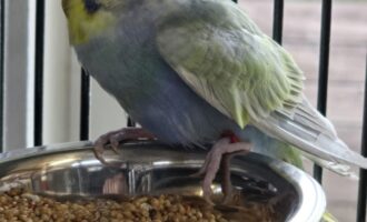 Zugeflogen 24.3. – Männlicher Wellensittich Universitätsplatz 1/Hildesheim