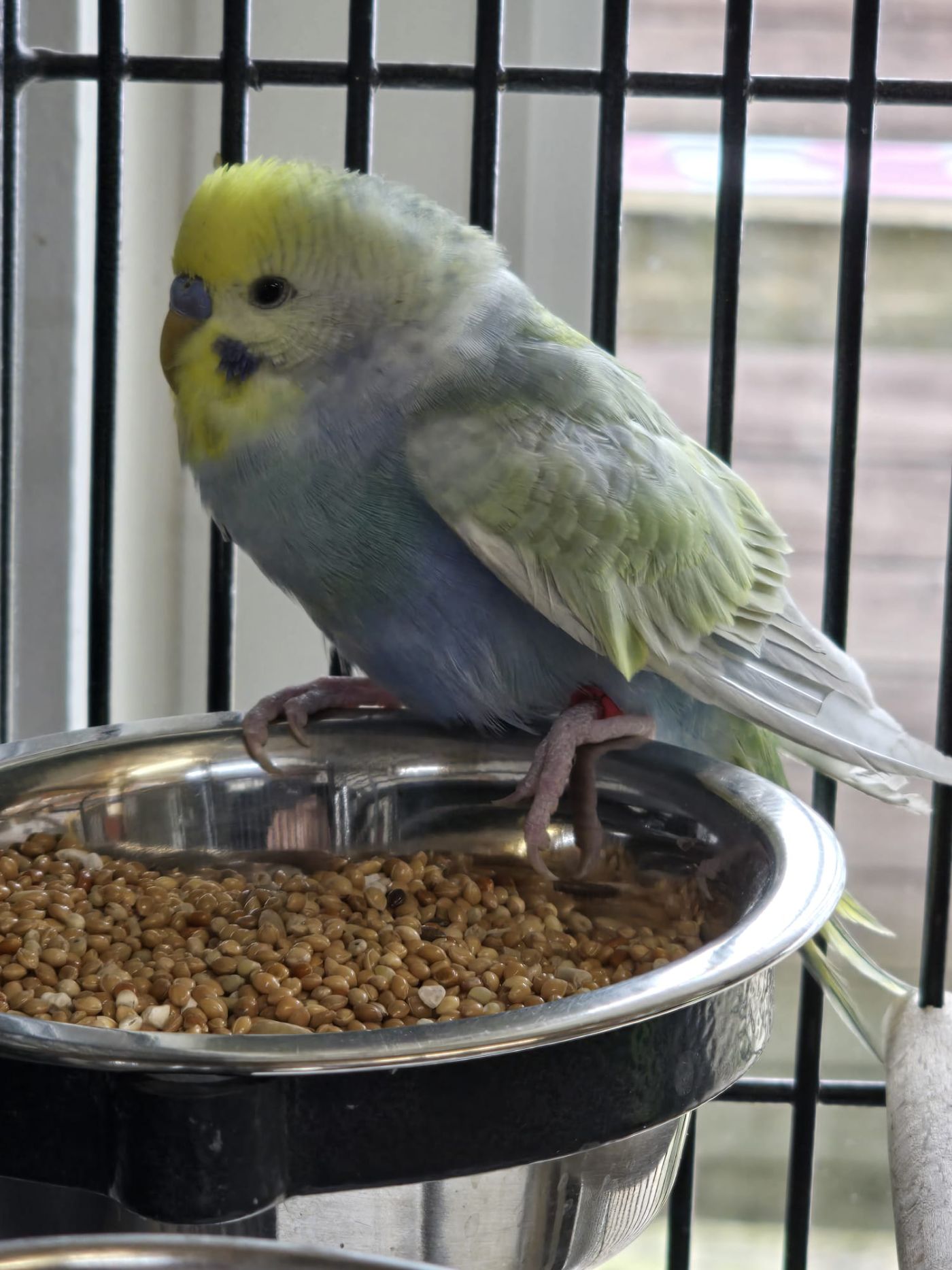 Zugeflogen 24.3. – Männlicher Wellensittich Universitätsplatz 1/Hildesheim