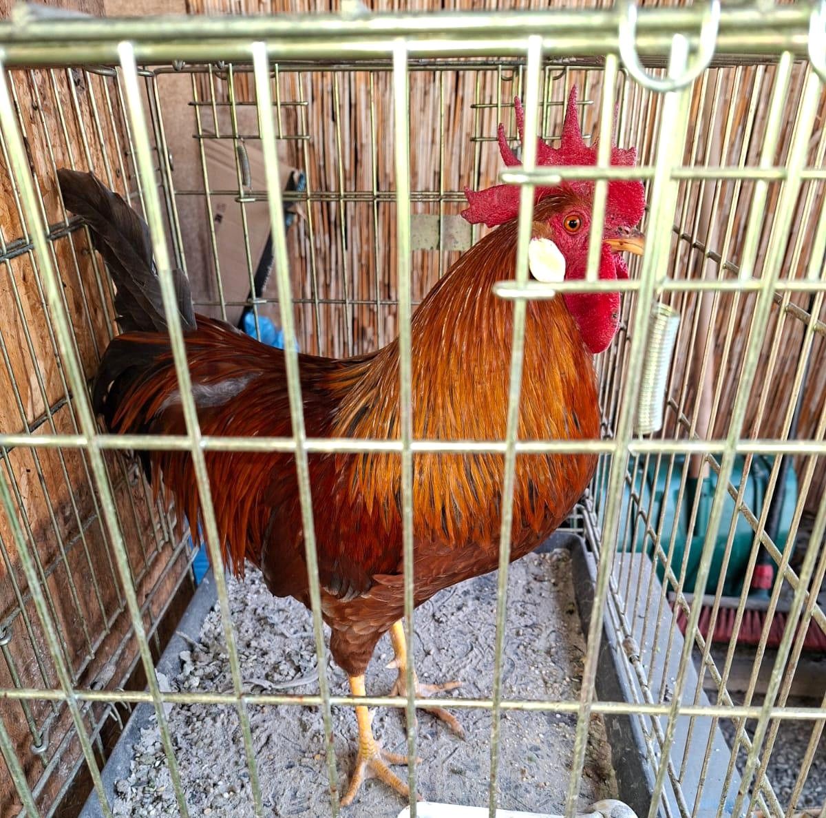 Zugeflogen am 02.03. – Hahn aus Dinklar