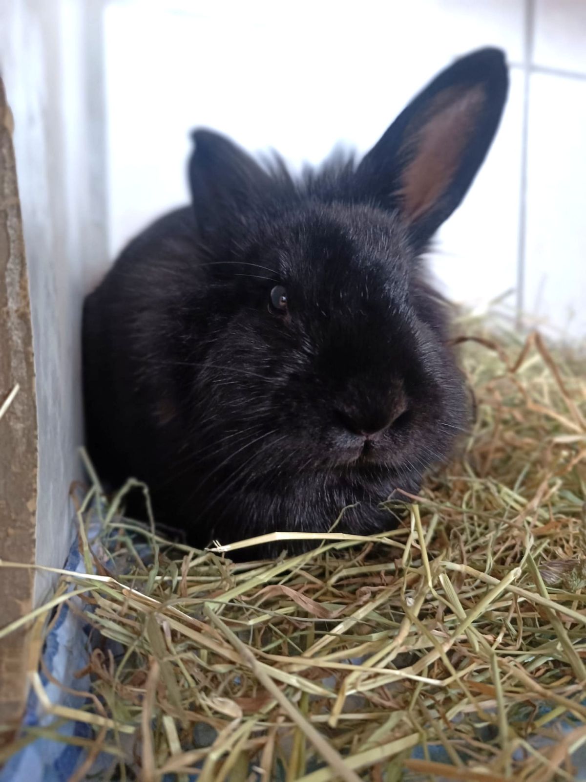Zugelaufen – Junges Löwenkopfkaninchen aus Klein Düngen am 2.3.