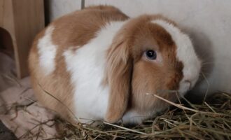 Zugelaufen 21.03. – Kaninchen (m) in Klein Förste