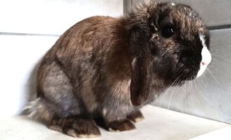 Zugelaufen am 27.3. – Kaninchen (w) vom Marienfriedhof Hildesheim