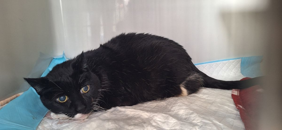 Zugelaufen 10.3. – Kater Hildesheim/Cheruskerring