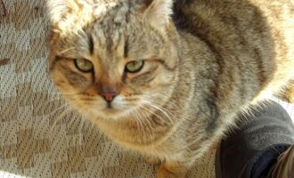 Zugelaufen Anfang März – Kater in Einum