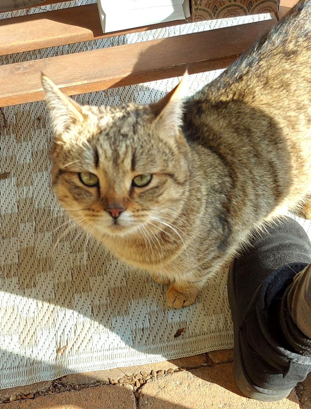 Zugelaufen Anfang März – Kater in Einum