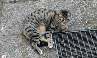 Zugelaufen – Katze in Hildesheim/Ehrlicher Straße