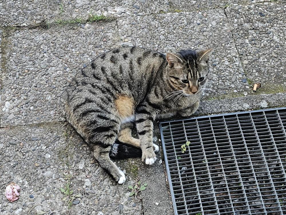Zugelaufen – Katze in Hildesheim/Ehrlicher Straße