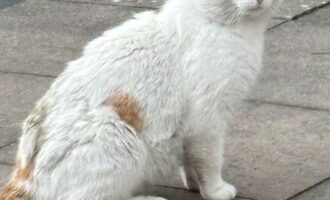 Zugelaufen – Katze vom Sonnenkamp in Sarstedt