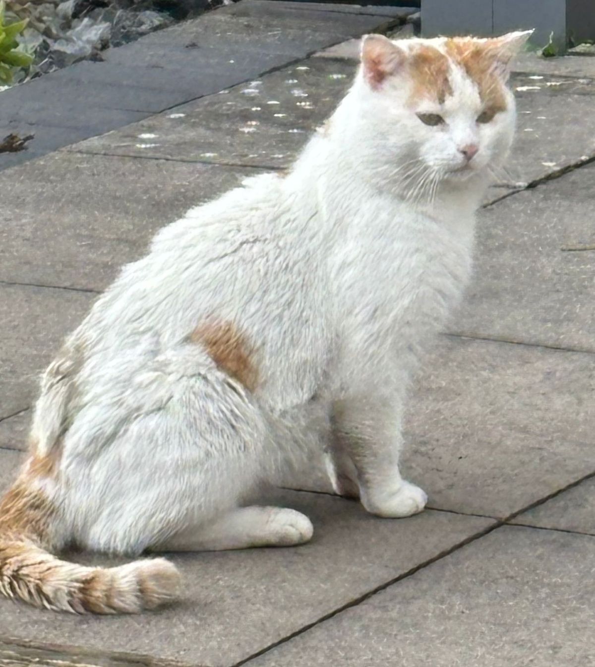 Zugelaufen – Katze vom Sonnenkamp in Sarstedt