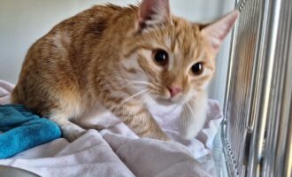 Zugelaufen 18.3. – Junges Katzenmädchen in der Gartenkolonie Hundert Morgen/Hildesheim