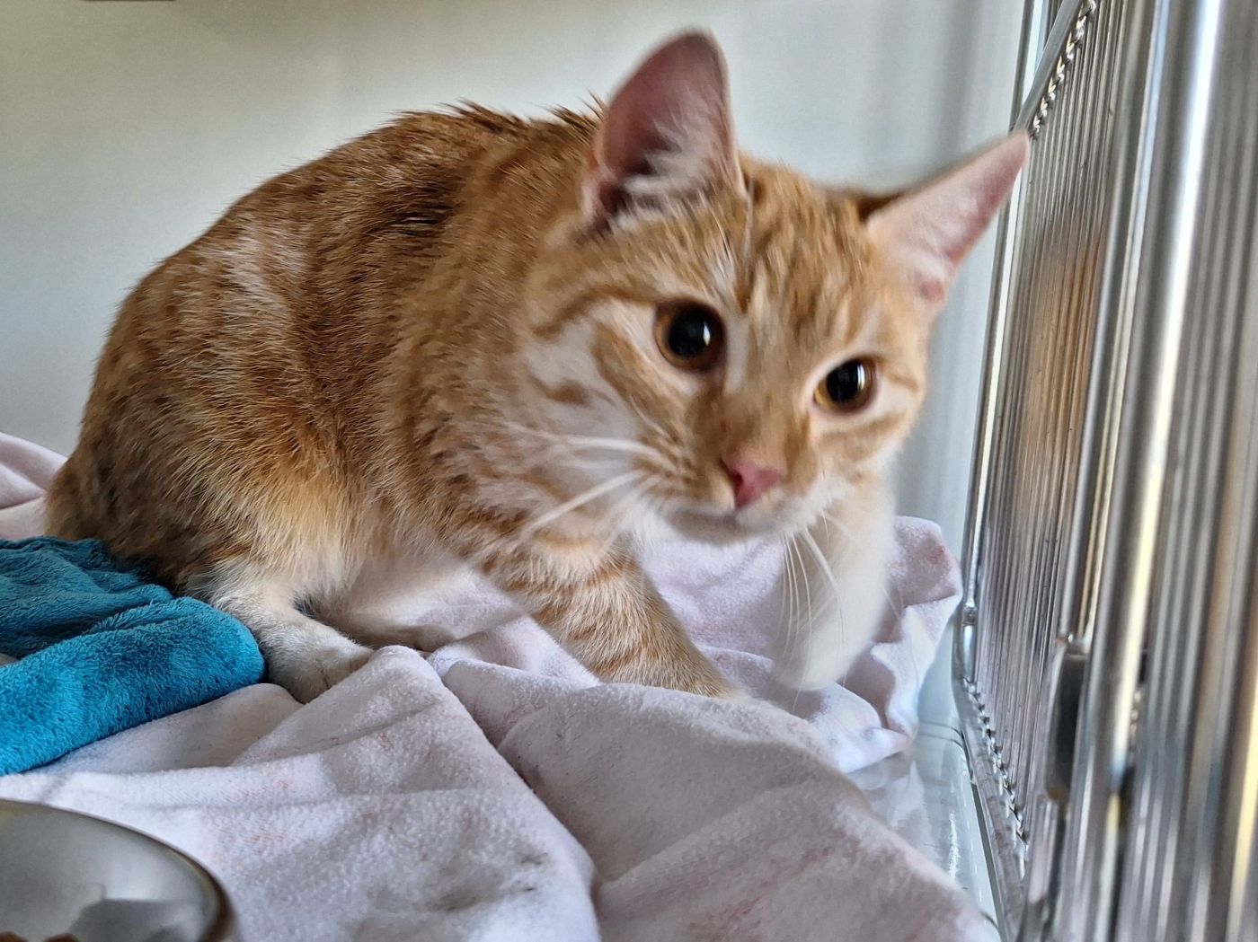 Zugelaufen 18.3. – Junges Katzenmädchen in der Gartenkolonie Hundert Morgen/Hildesheim