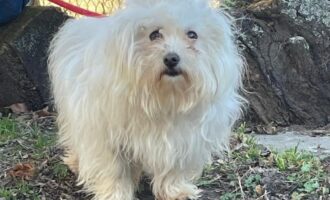 Zugelaufen – Maltesermixrüde aus Hildesheim/Godehardsplatz am 1.3.