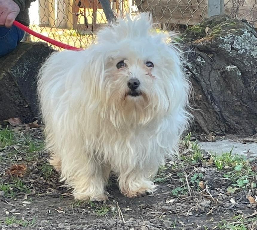 Zugelaufen – Maltesermixrüde aus Hildesheim/Godehardsplatz am 1.3.