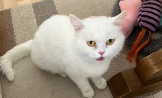 Zugelaufen am 22.3. – Weiße Katze in Hildesheim-Neustadt/Neue Straße