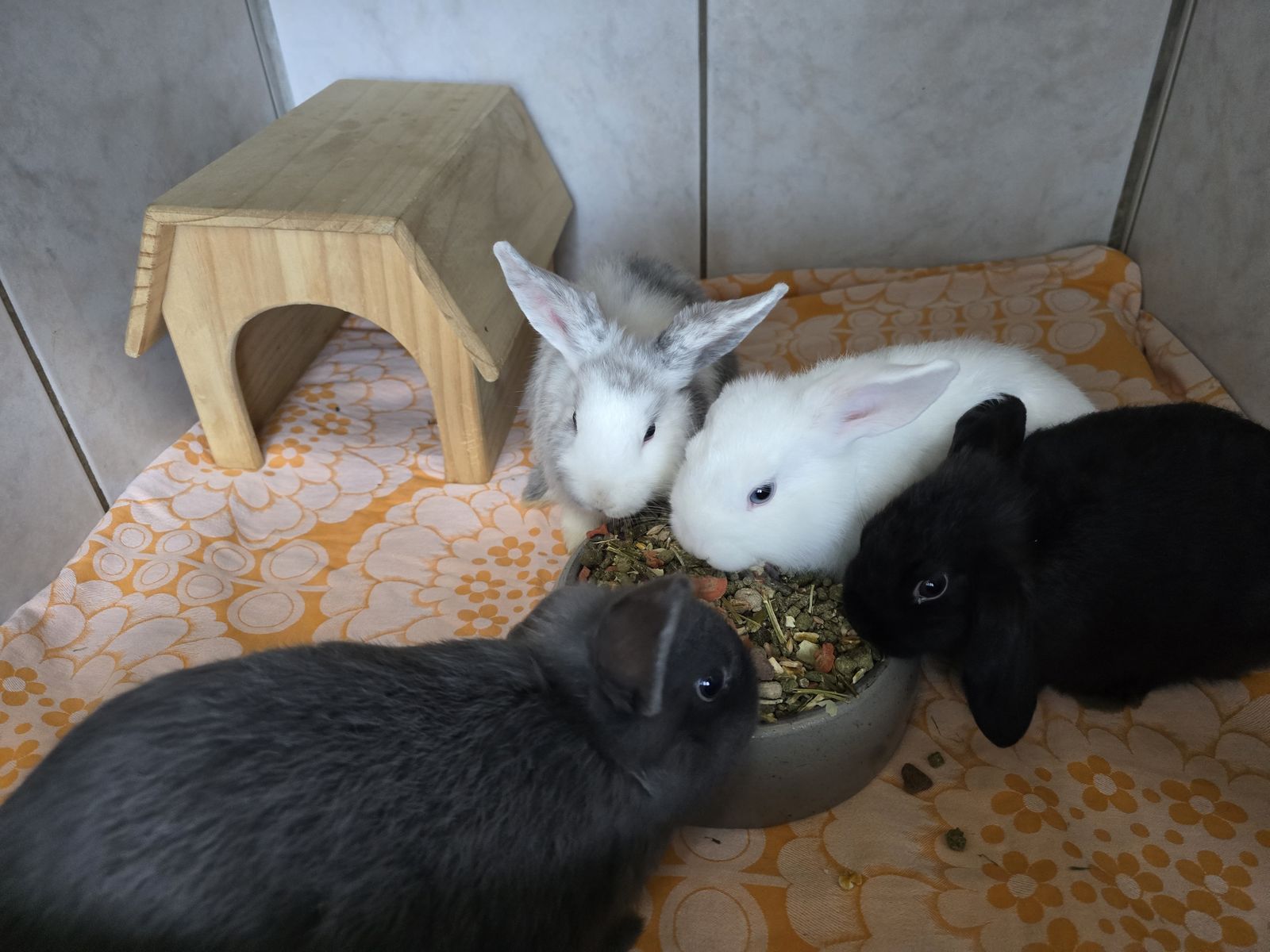 Kaninchenkinder Elsa, Anna (reserviert), Mulan und Tiana (reserviert) für Innenhaltung