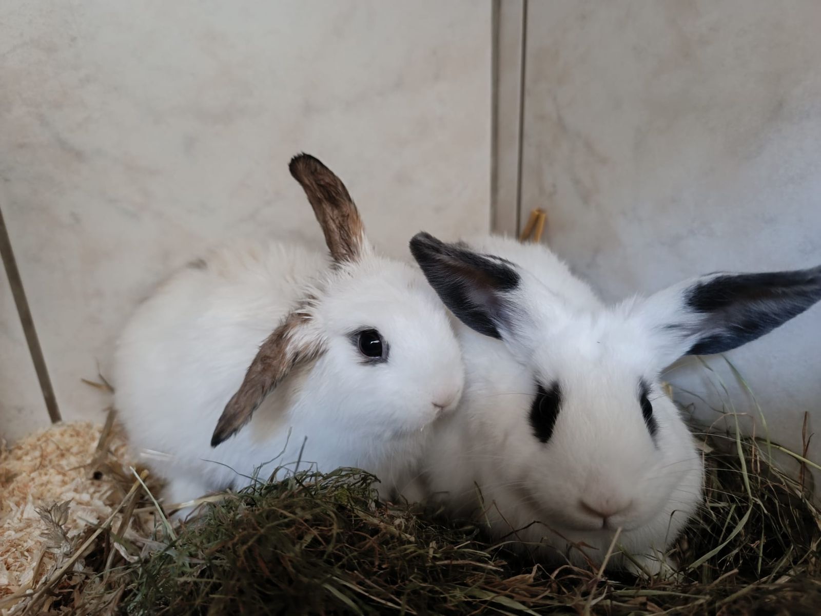 Kaninchenkinder Bambi und Klopfer für Innenhaltung