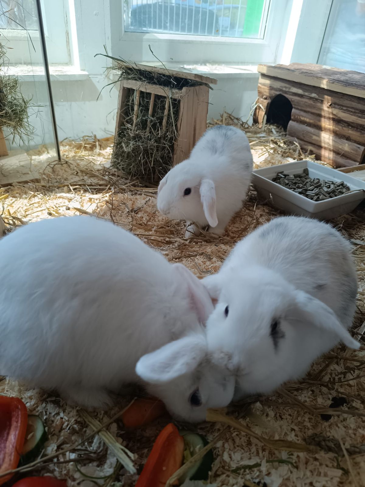 Kaninchenkinder Elsa, Raya (reserviert) und Alice (reserviert) für Innenhaltung