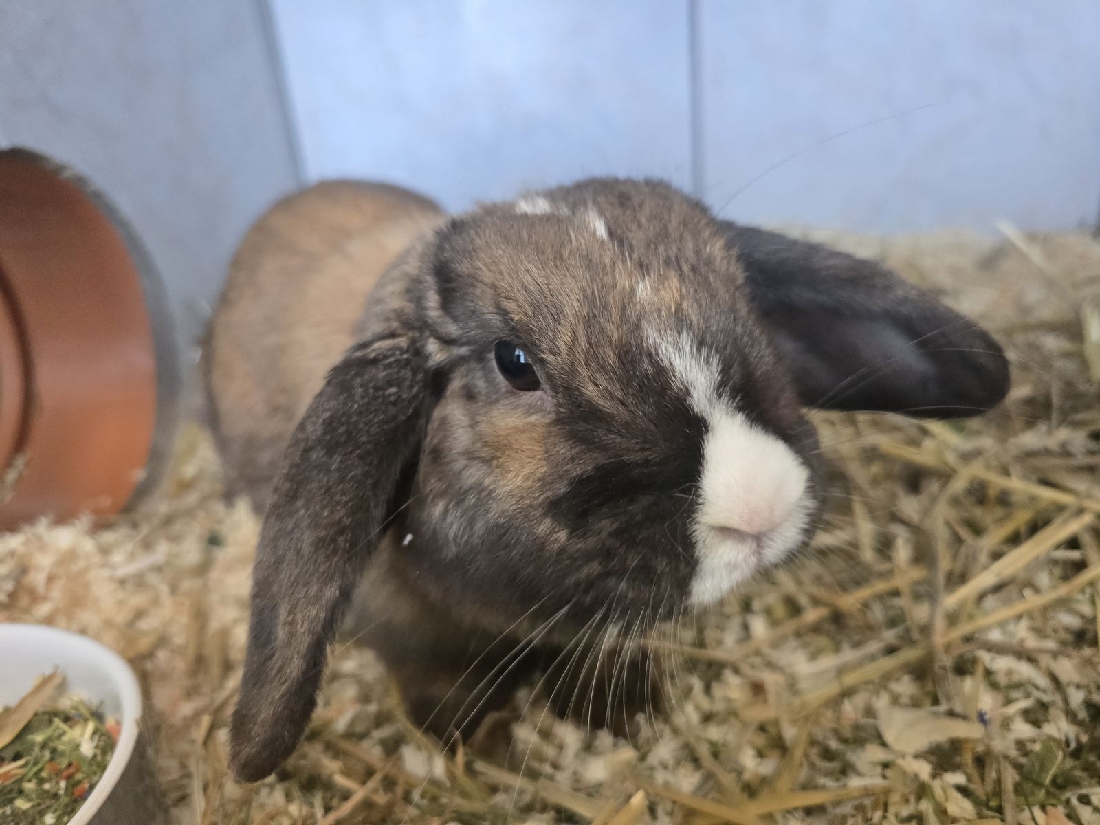 Widderkaninchen Belle für Innen- oder Außenhaltung