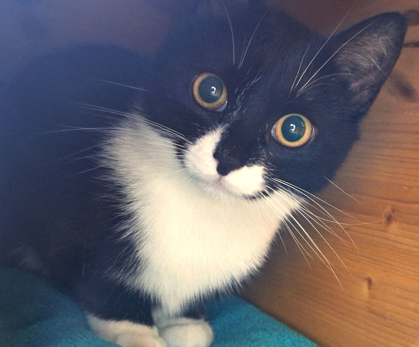 Junge Katze Bibi für Freigangshaltung