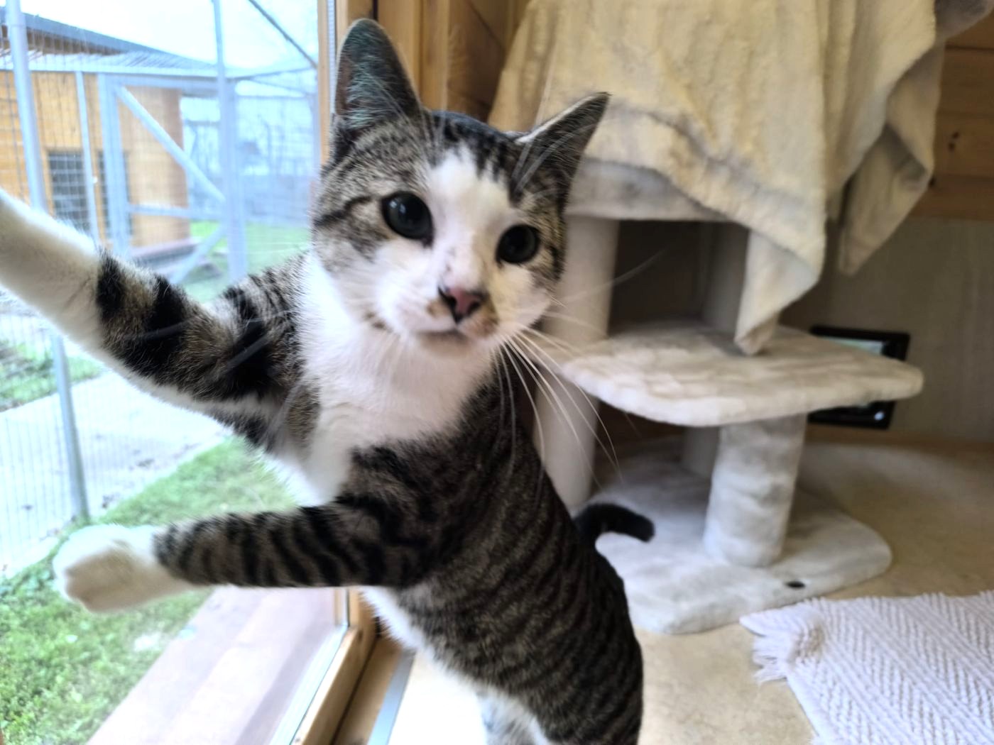 Junger Kater Bodo für Freigangshaltung