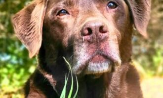 Vermisst seit 3.4. – Hund Cesar aus Alfeld, Osianderweg