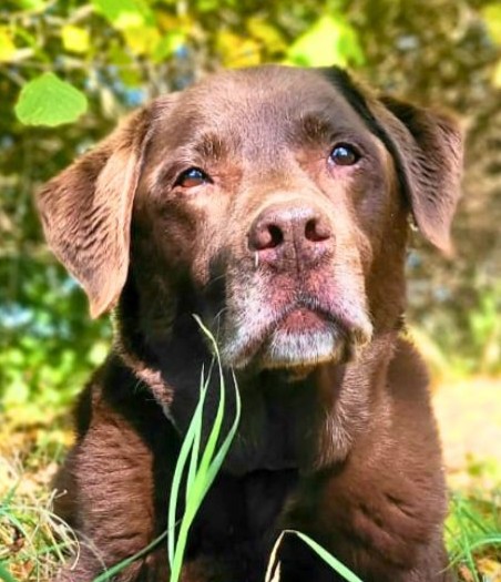 Vermisst seit 3.4. – Hund Cesar aus Alfeld, Osianderweg