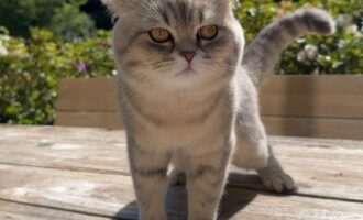 Vermisst – unkastrierter Kater Charlie aus Pattensen