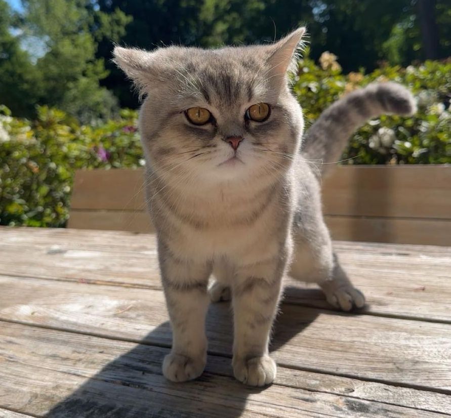 Vermisst – unkastrierter Kater Charlie aus Pattensen