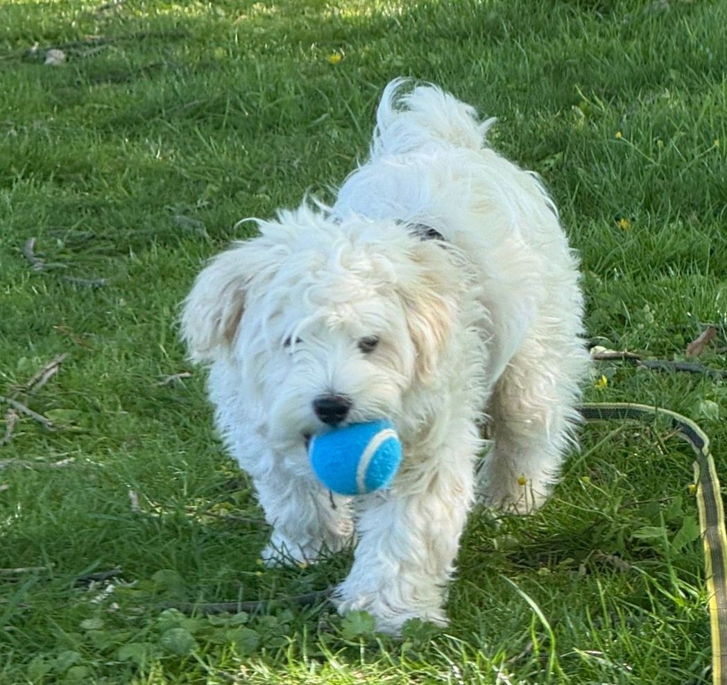 7 Monate alter Malteser-Mix Coco (m) aus Kroatien