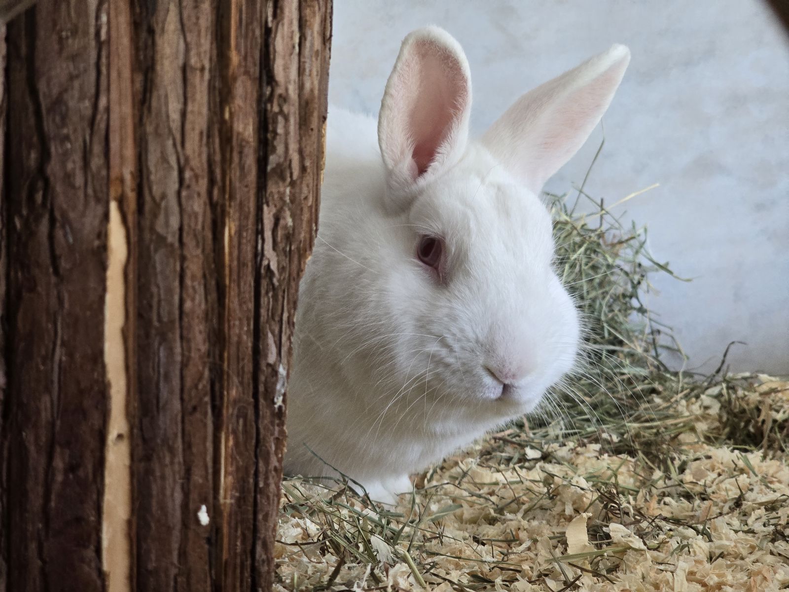 Zwergkaninchen Marshmallow für Innenhaltung