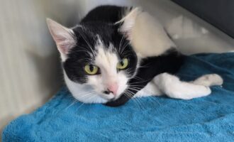 Zugelaufen – Katze Mimi aus Gronau