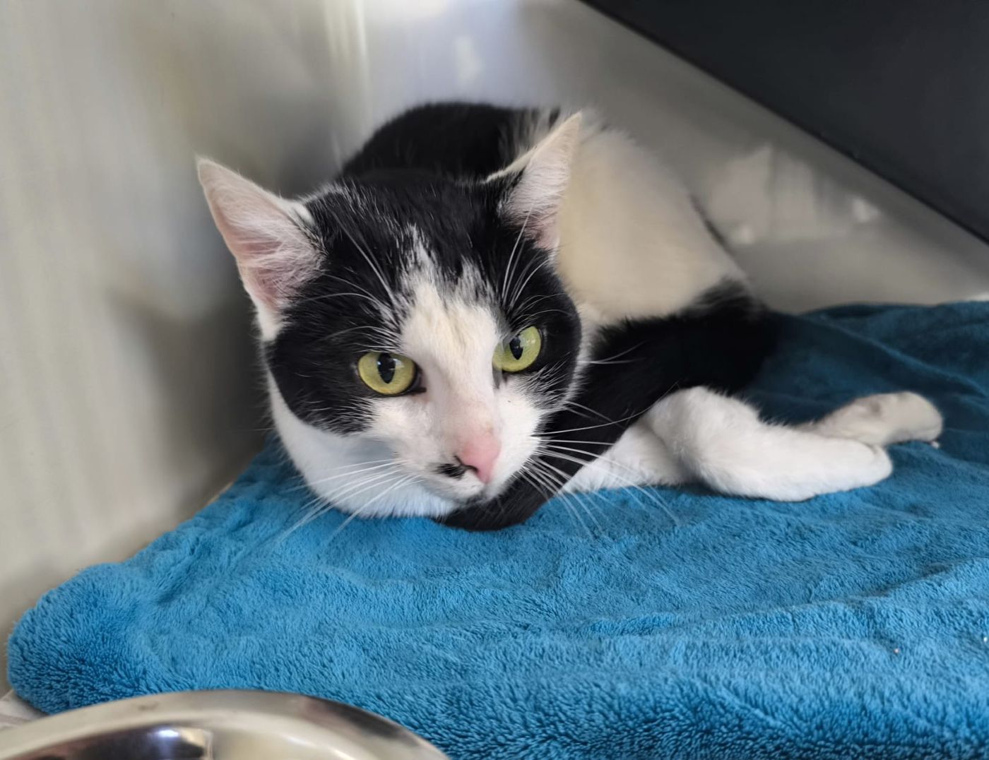 Zugelaufen – Katze Mimi aus Gronau
