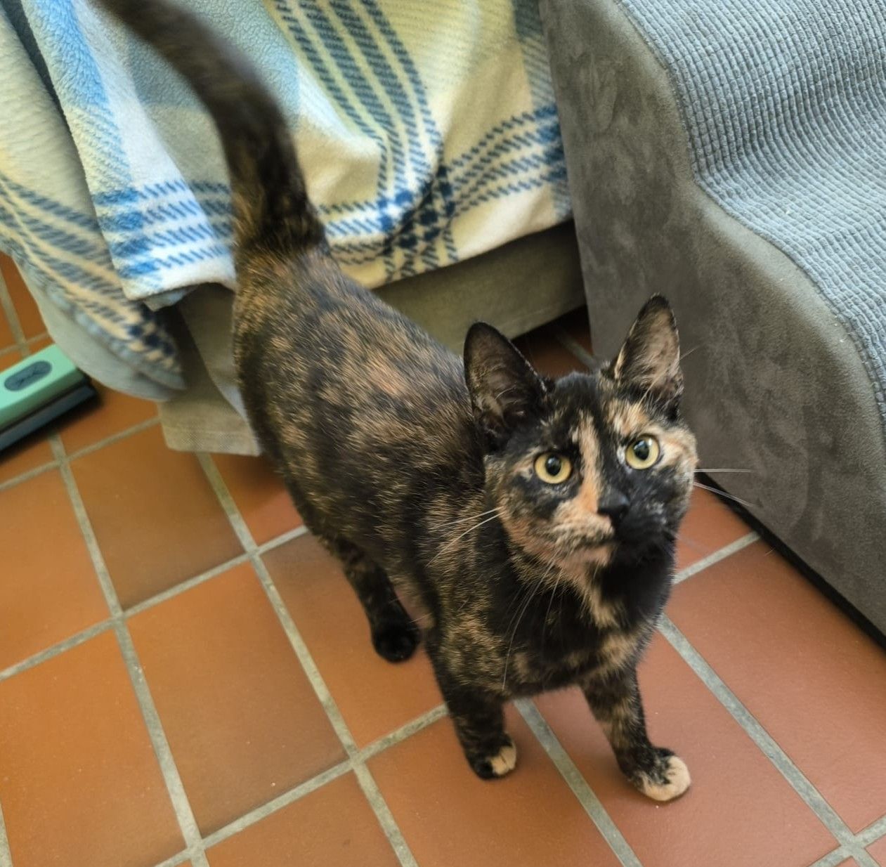 Junge Katze Netzy für Freigangshaltung