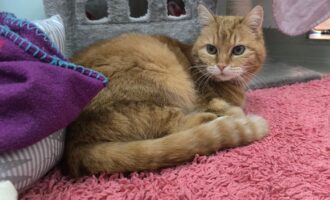 SORGENKIND PEPITA BRAUCHT DRINGEND HILFE