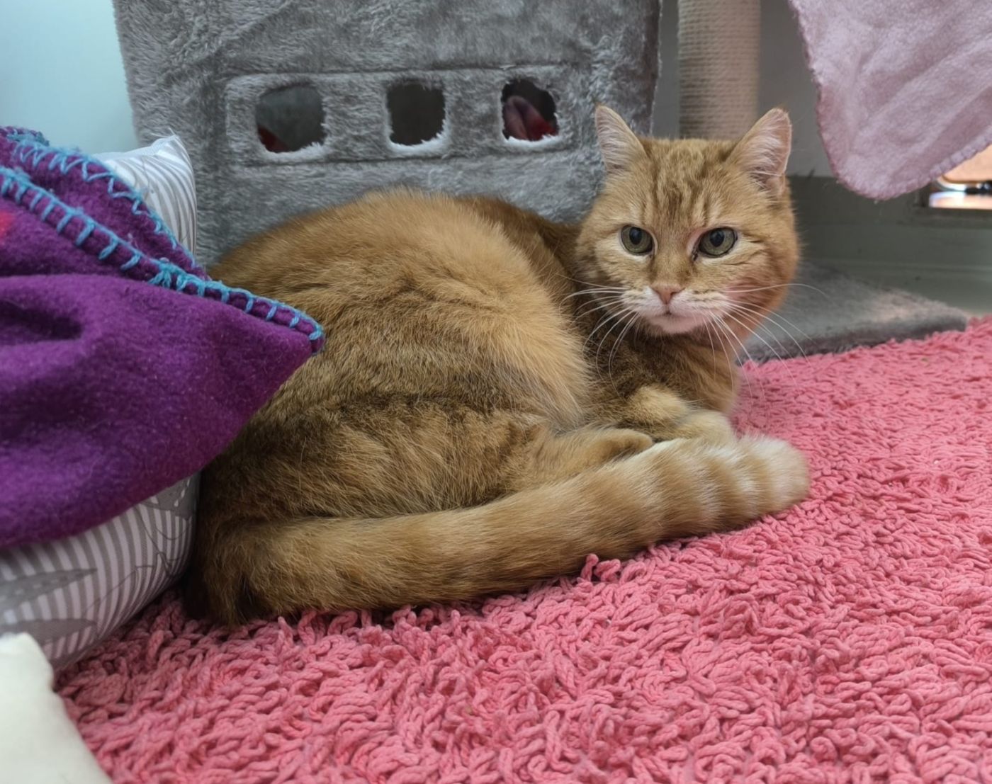 SORGENKIND PEPITA BRAUCHT DRINGEND HILFE