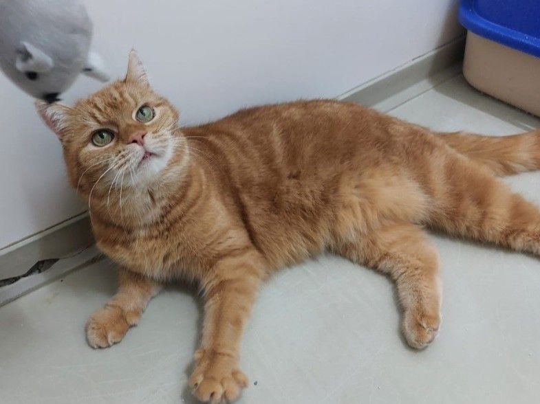 Ältere Katze Pepita