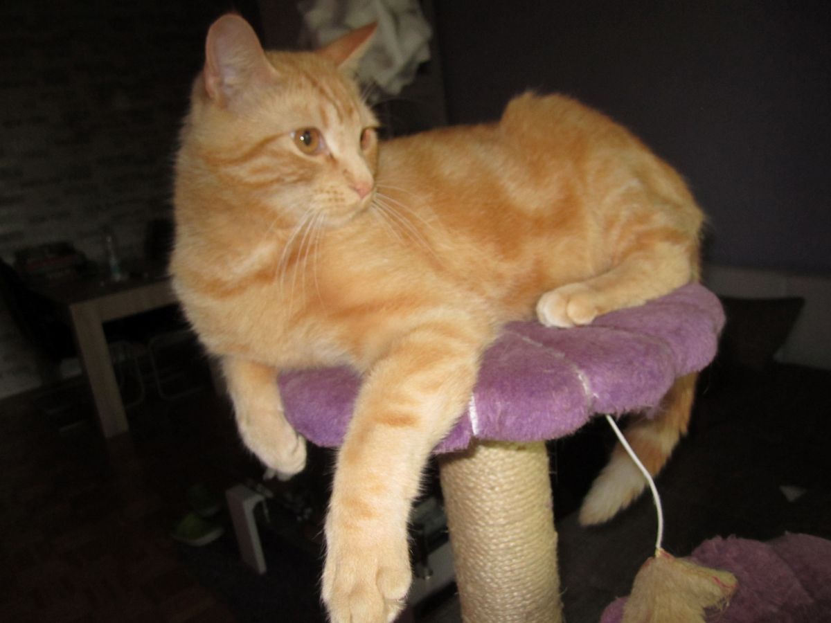 Privatvermittlung – Katzen Luna und Simon (in Oldenburg)