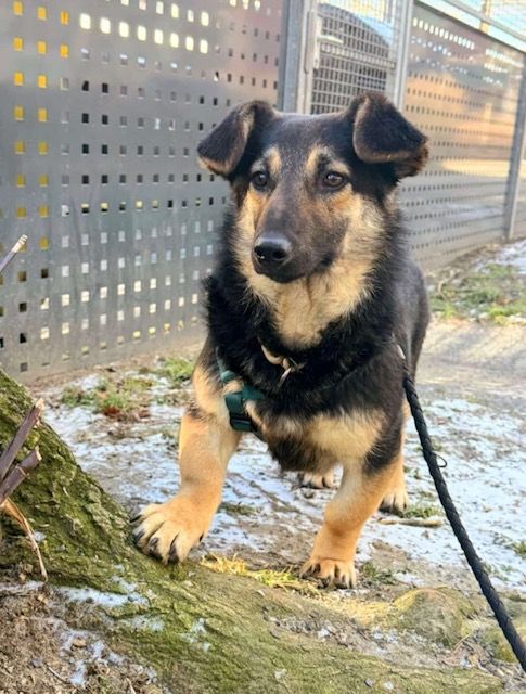 Privatvermittlung – Junge Mischlingshündin Papaya aus dem Tierschutz