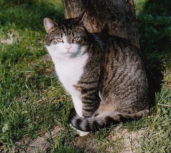 Privatvermittlung – Älterer Kater Paul zur Einzelhaltung