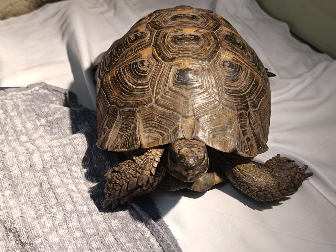 Maurische Landschildkröte Leonardo