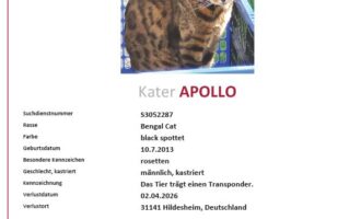 Vermisst – Kater Apollo aus 31141 Hildesheim
