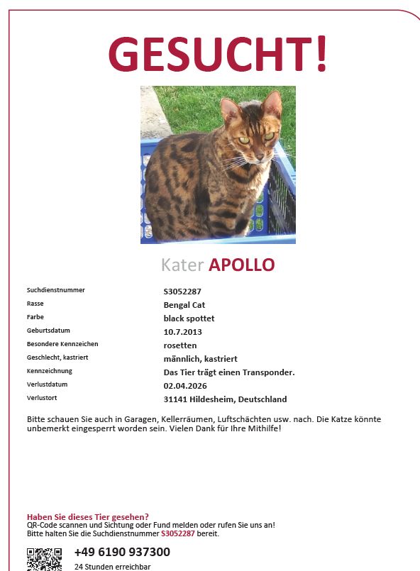 Vermisst – Kater Apollo aus 31141 Hildesheim