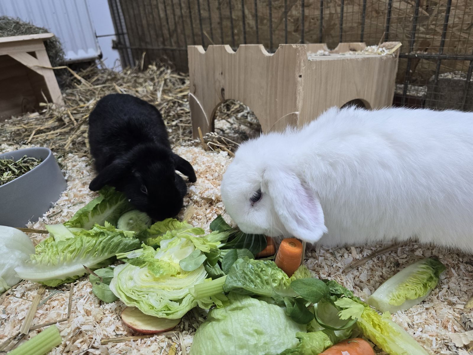 Widderkaninchen Snowball und Mulan für Innenhaltung