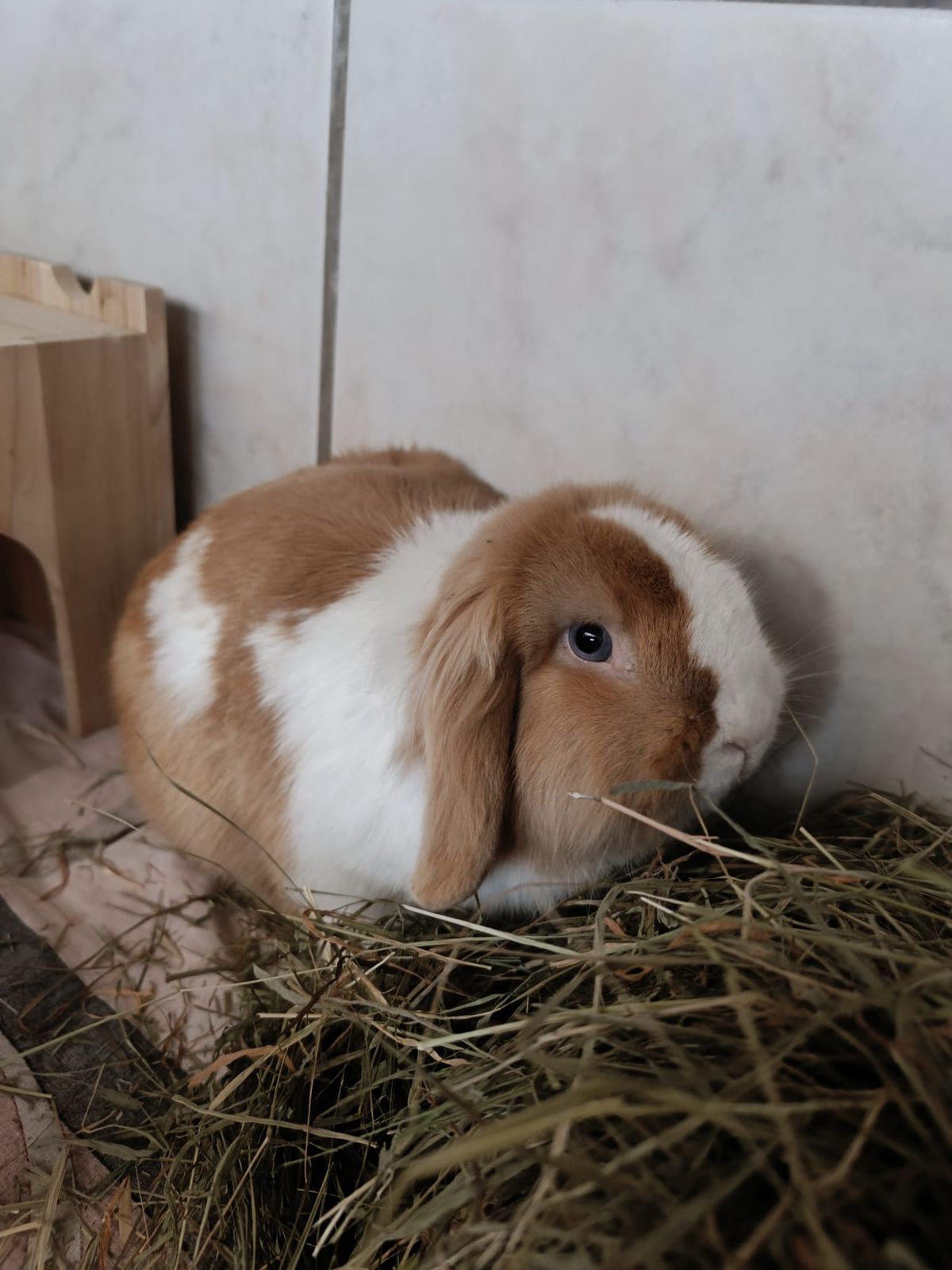 Widderkaninchen Steven für Innenhaltung