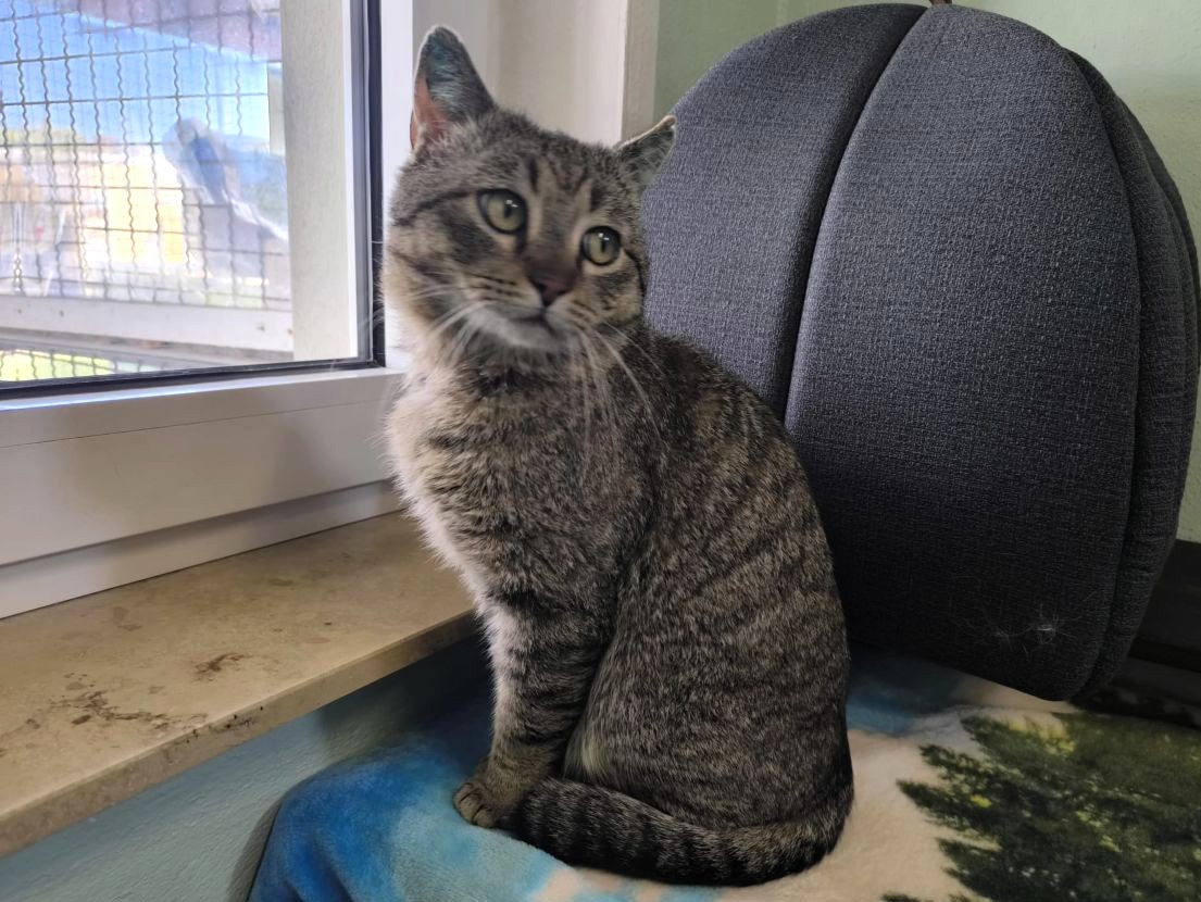 Junger Katzenwiesenkater Tüm für Freigangshaltung