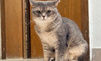 Vermisst – Kater Aslan aus Hildesheim im Bockfeld